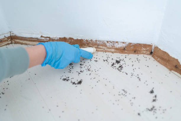 Best Affordable Pest Control Services  in Oakwood, OH